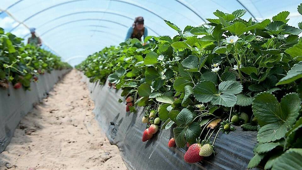 Adesva acolchado fresas|invernadero_fotolia|Invernaderos-de-Aji-Morron|fresa|Adesva-Biomulch